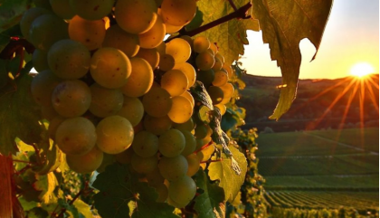 Zibibbo: come il vino liquoroso siciliano ha conquistato il mondo