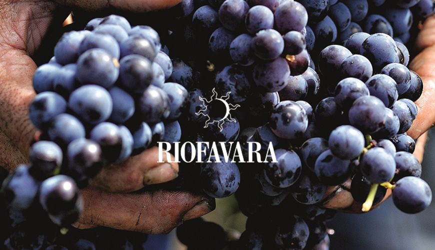 Riofavara: passione Bio, dalla terra al calice