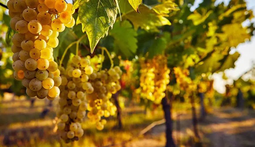 Chardonnay in Sicilia: storia, terroir e 4 vini da scoprire